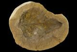 Cretaceous Fossil Leaf (Viburnum) - Kansas #136447-1